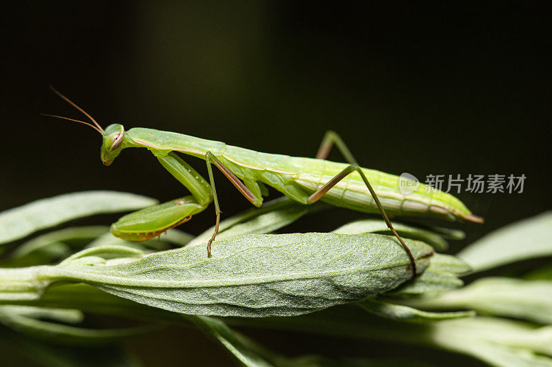 成年绿母螳螂(Mantis religiosa)
